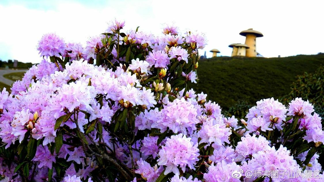 说说赞自助下单平台十一网：自媒体平台视频内容创作升级策略